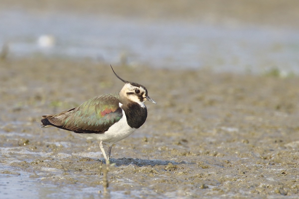 Northern Lapwing - ML638520968