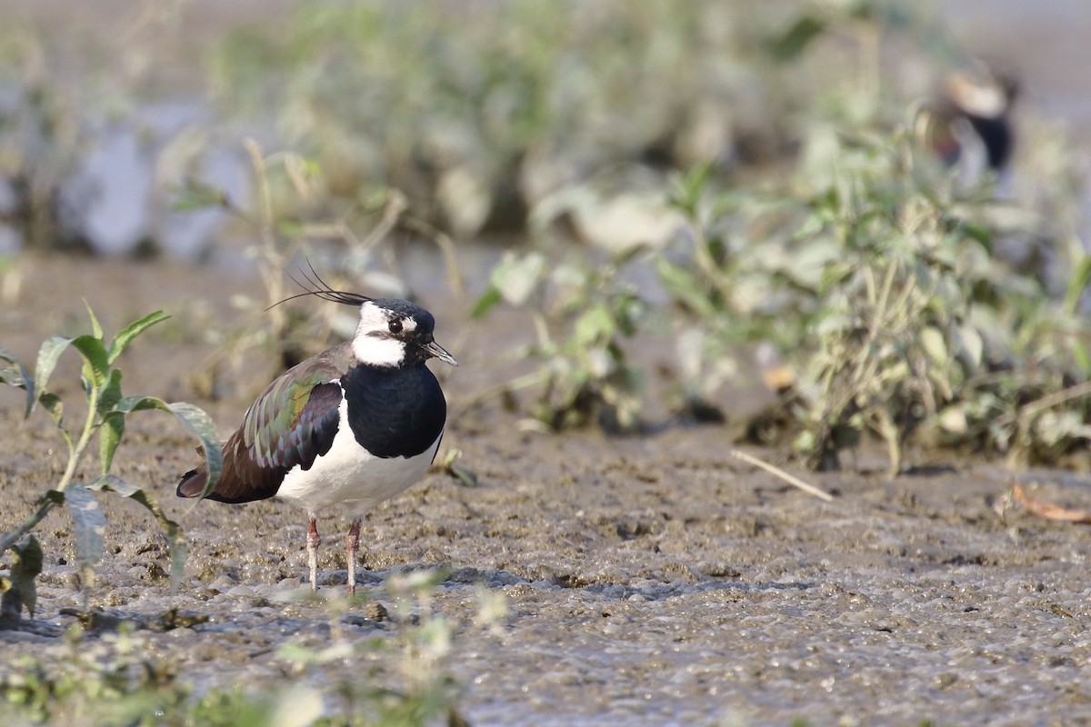 Northern Lapwing - ML638520969