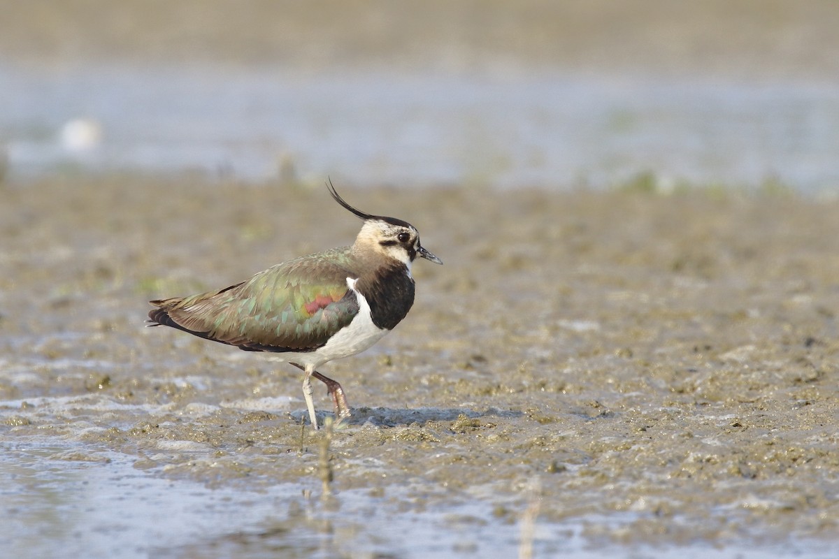Northern Lapwing - ML638520970