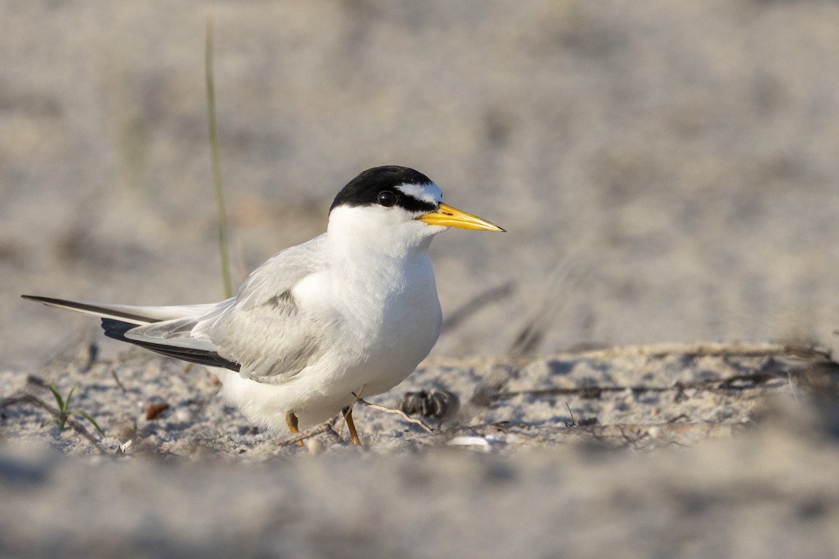 美洲小燕鷗 - ML638520997