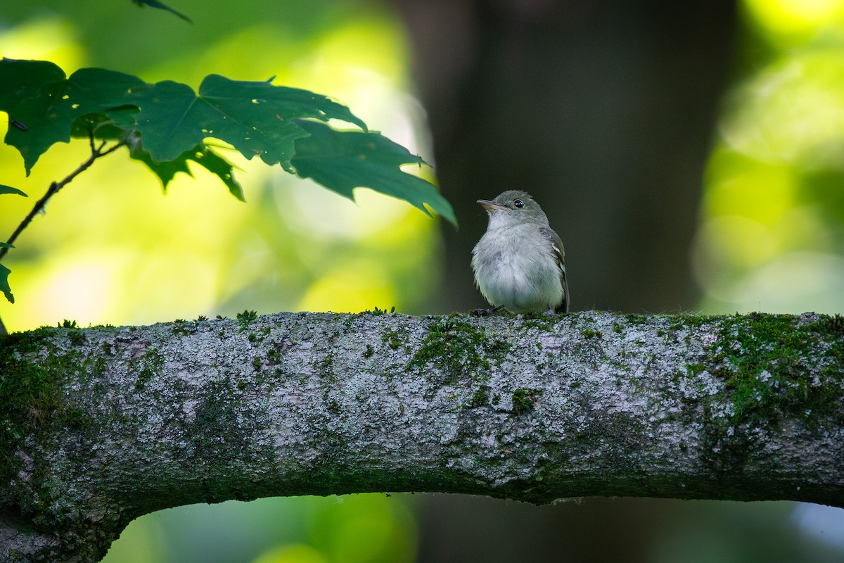 Acadian Flycatcher - ML638521040