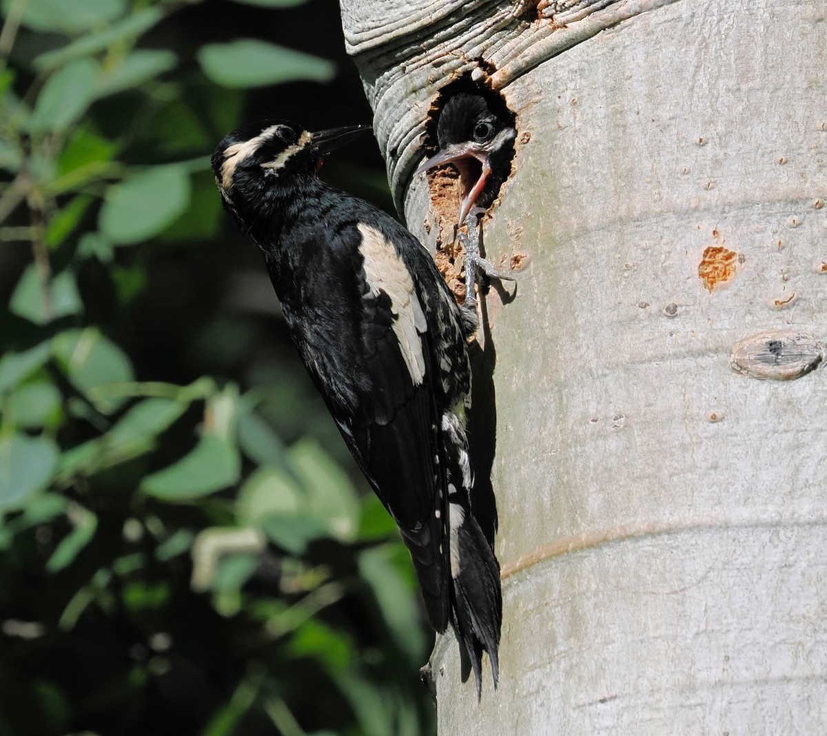 Williamson's Sapsucker - ML638521041