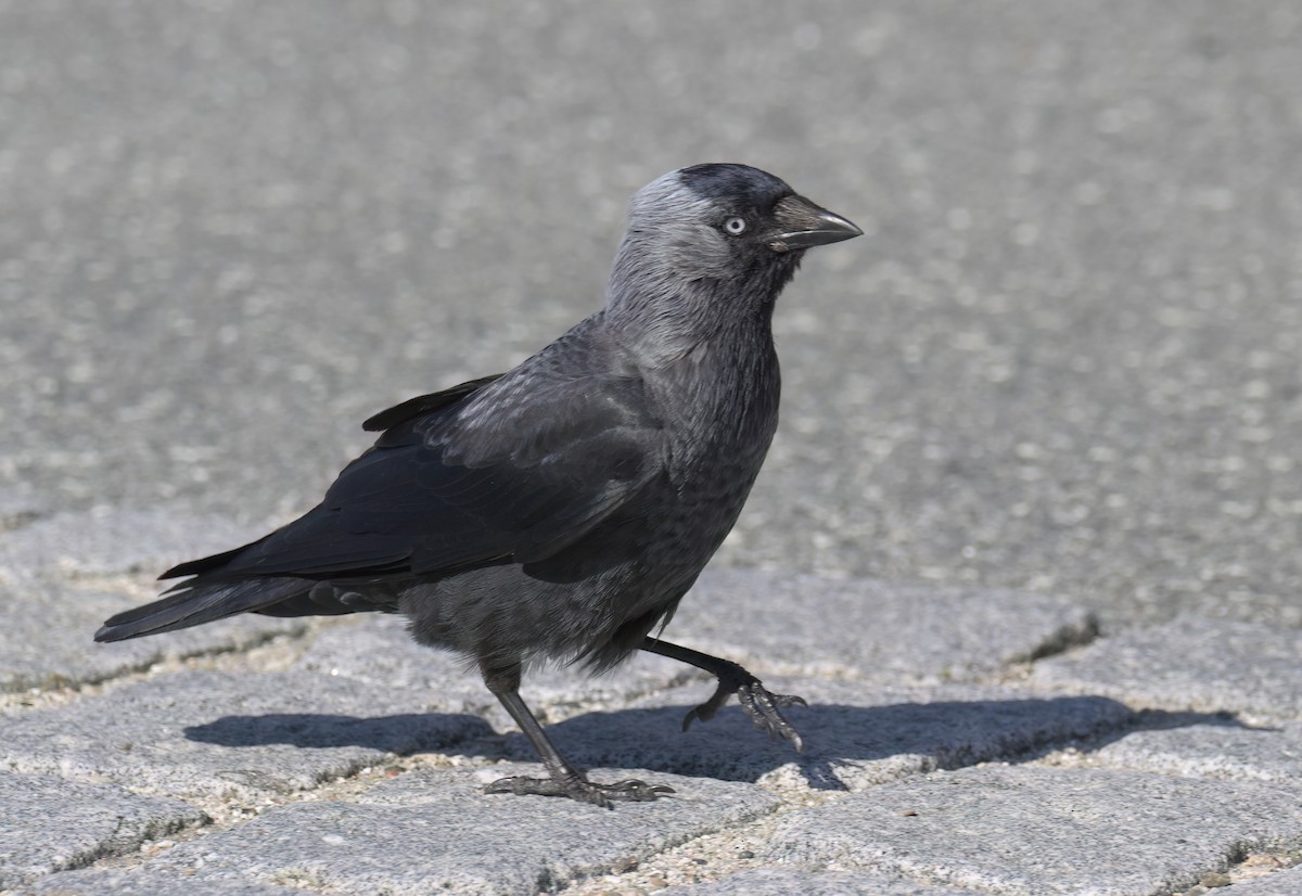 Eurasian Jackdaw - ML638521044