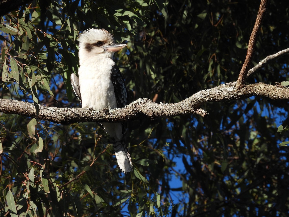 Laughing Kookaburra - ML638521053