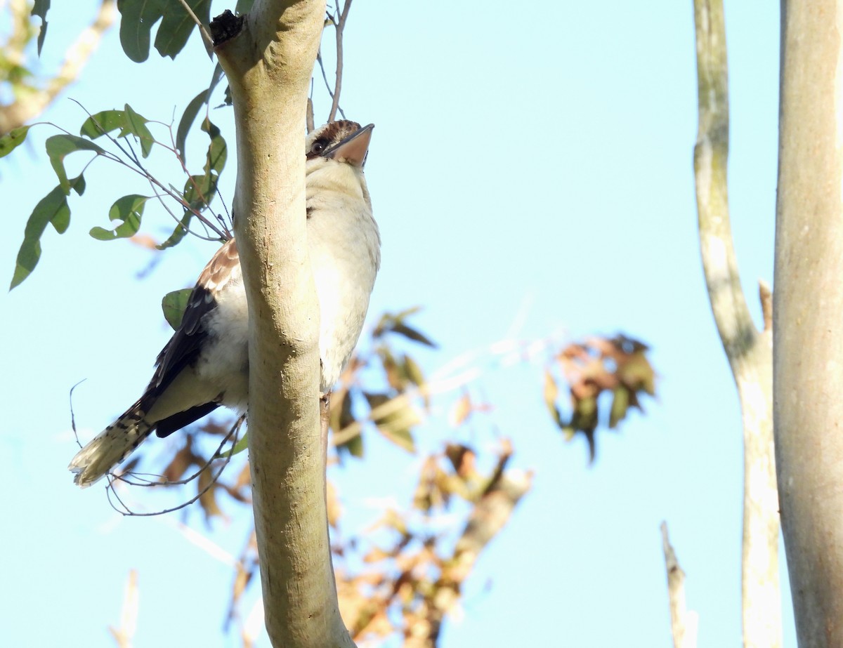 Laughing Kookaburra - ML638521057
