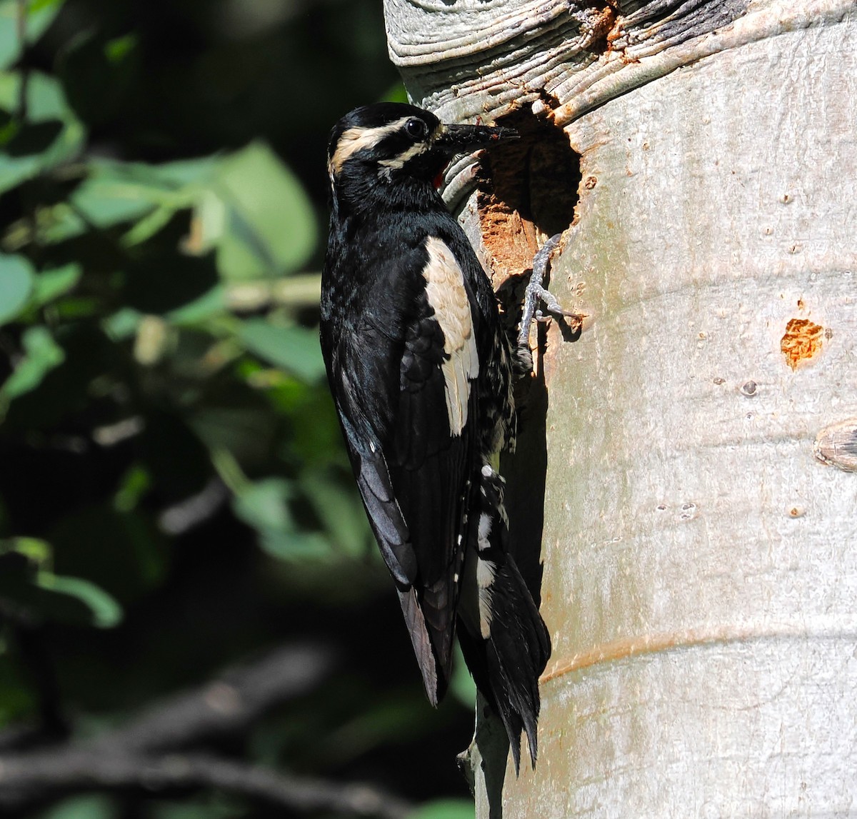 Williamson's Sapsucker - ML638521109