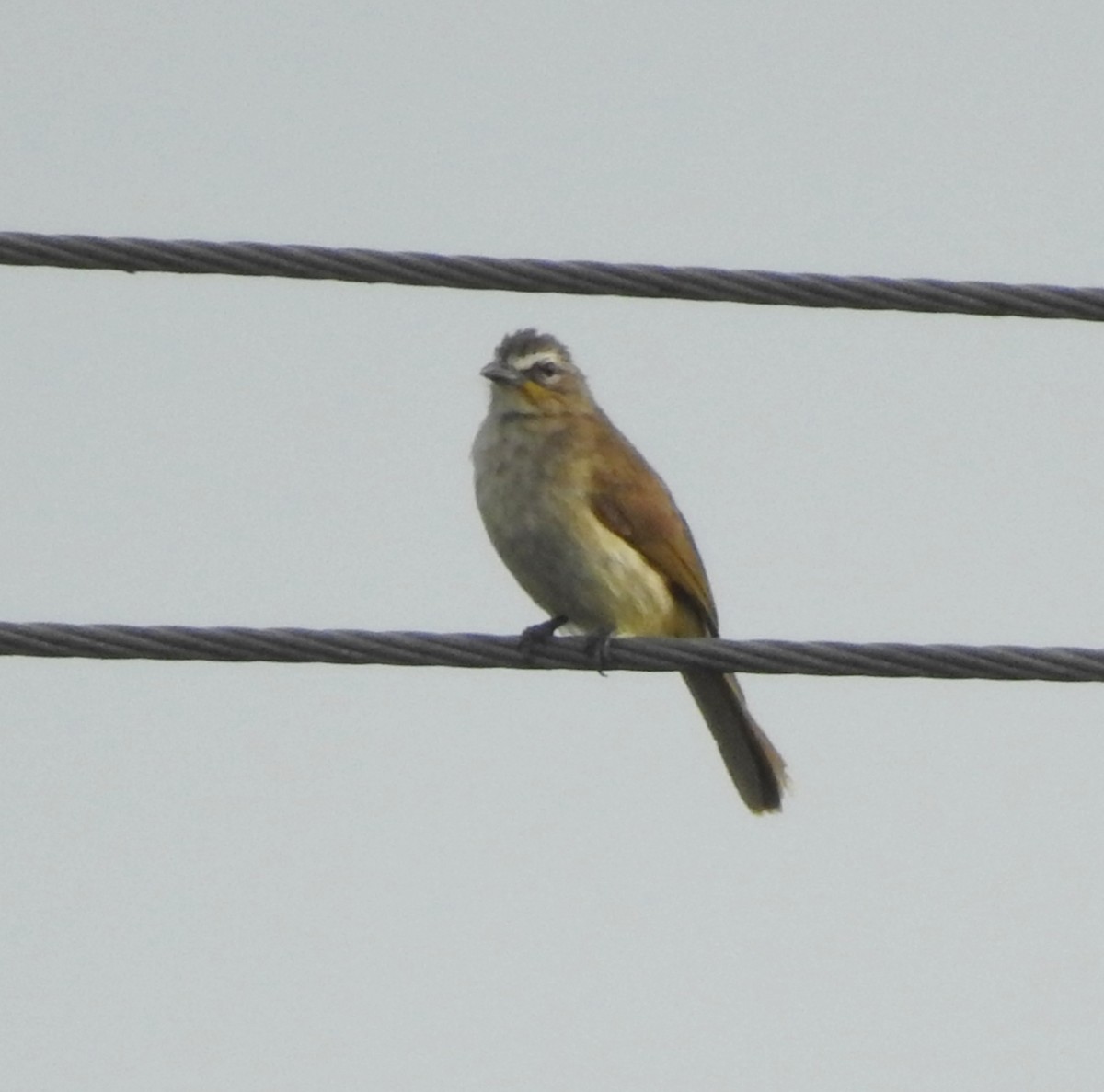 White-browed Bulbul - ML638521134