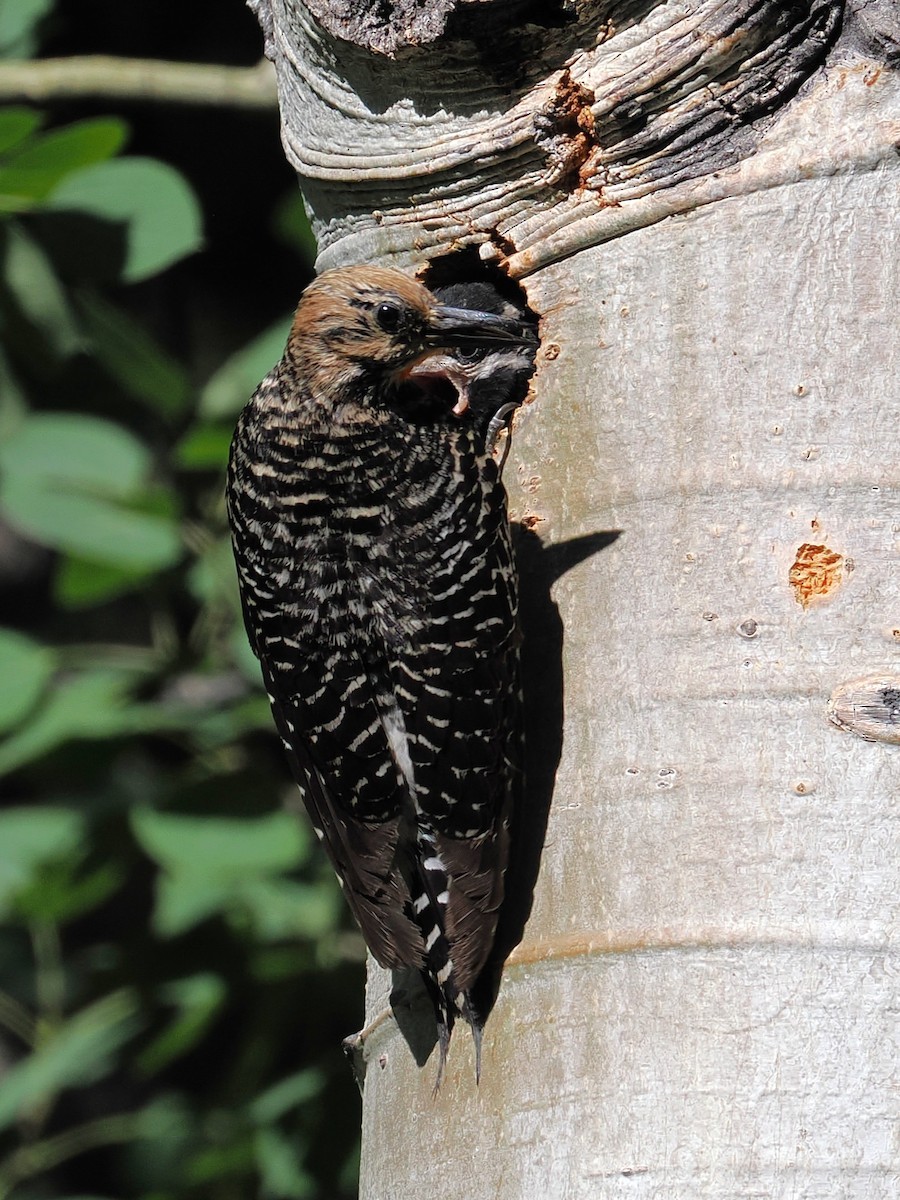 Williamson's Sapsucker - ML638521160