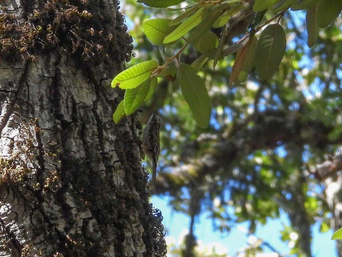 Brown Creeper - ML638521161