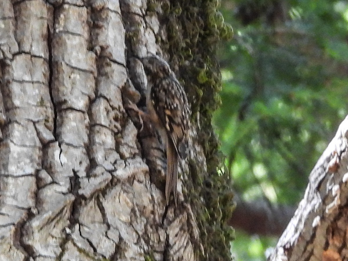 Brown Creeper - ML638521162