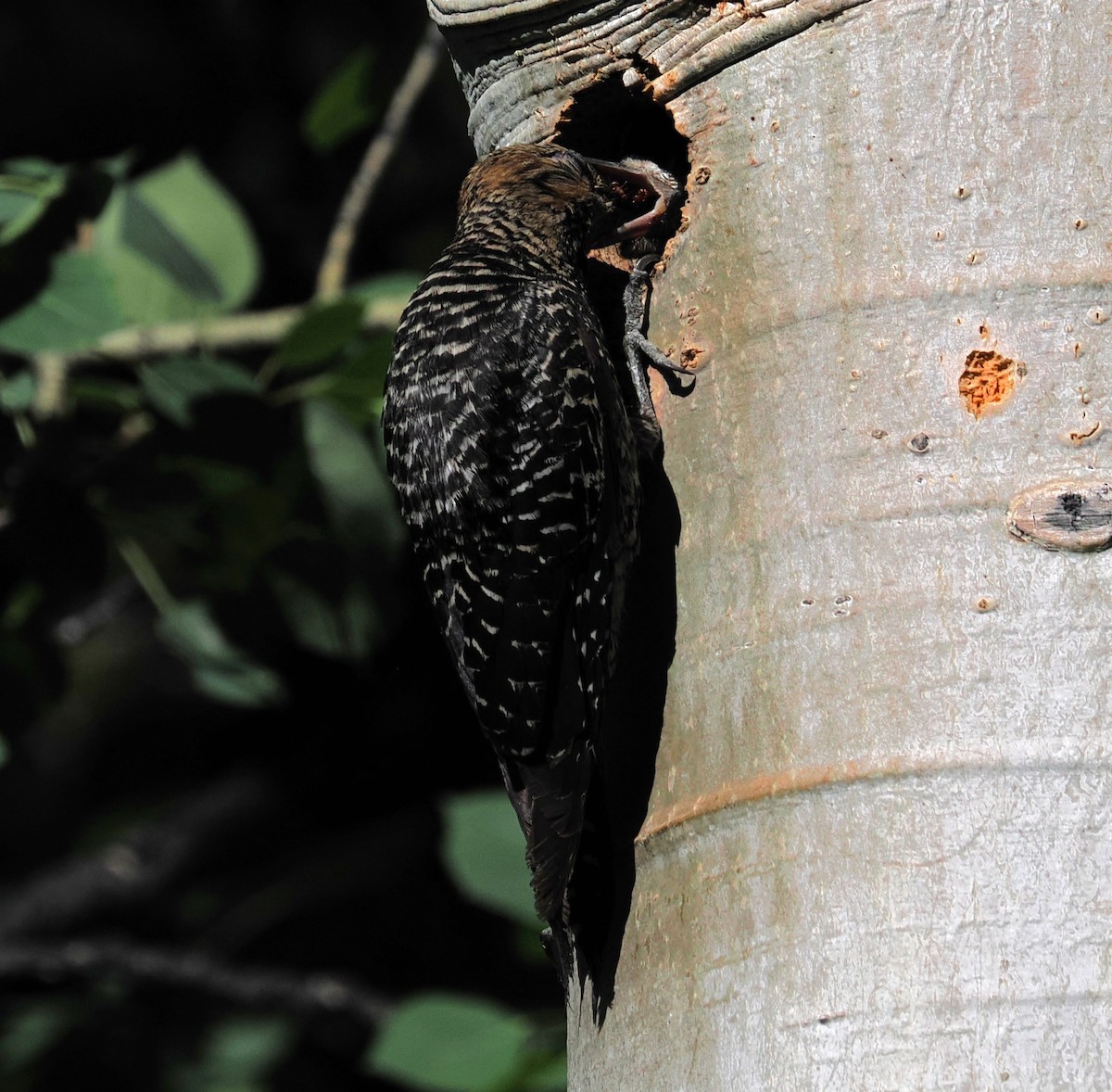 Williamson's Sapsucker - ML638521164
