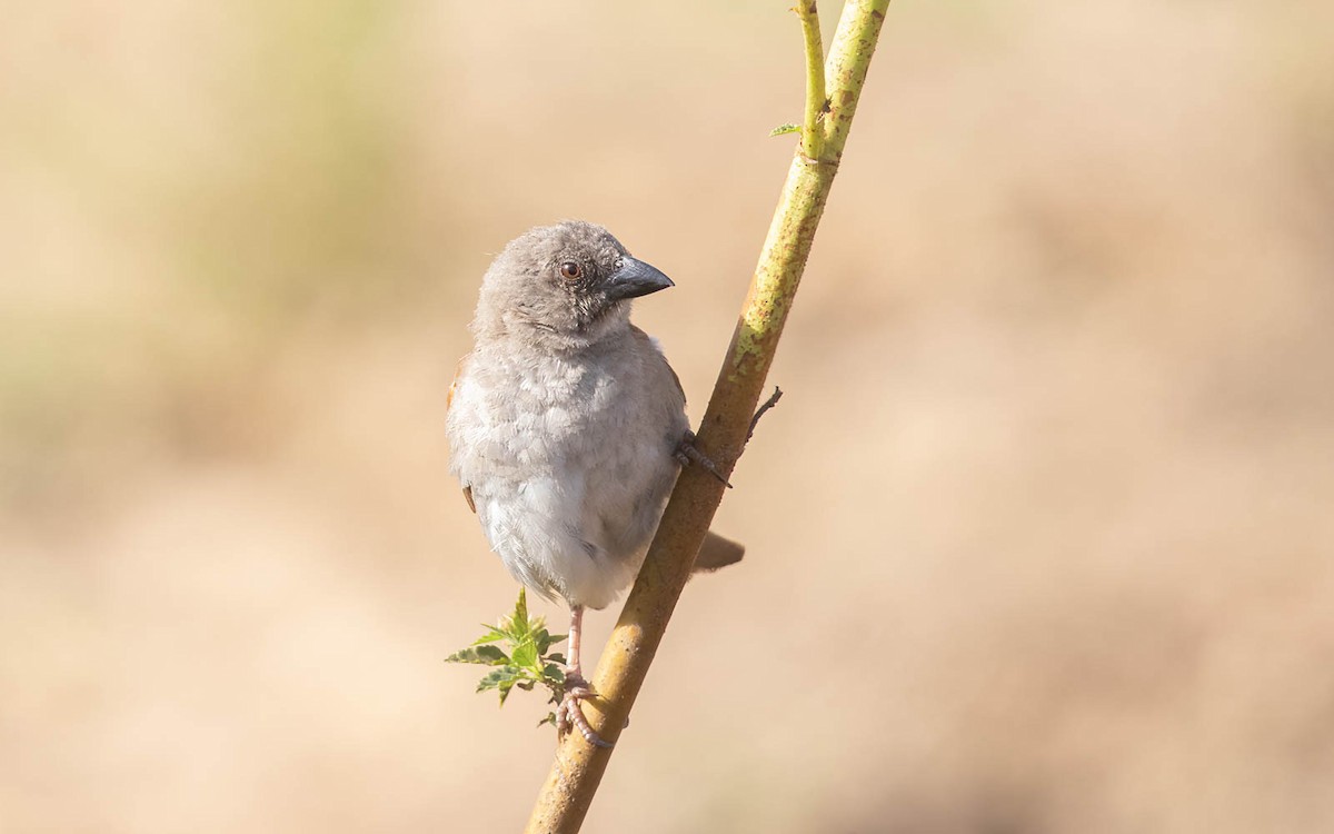 Northern Gray-headed Sparrow - ML638521191