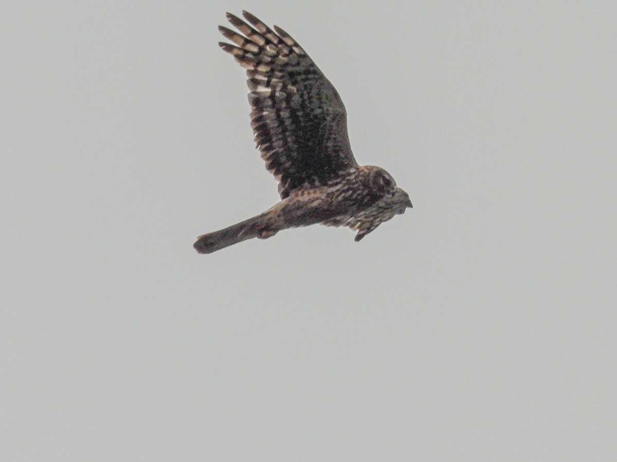 זרון אמריקני - ML638521228