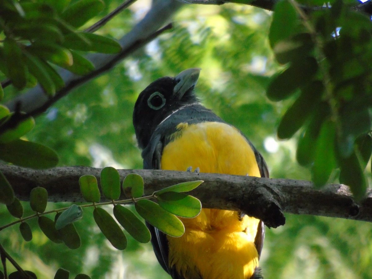 Black-headed Trogon - ML638521242