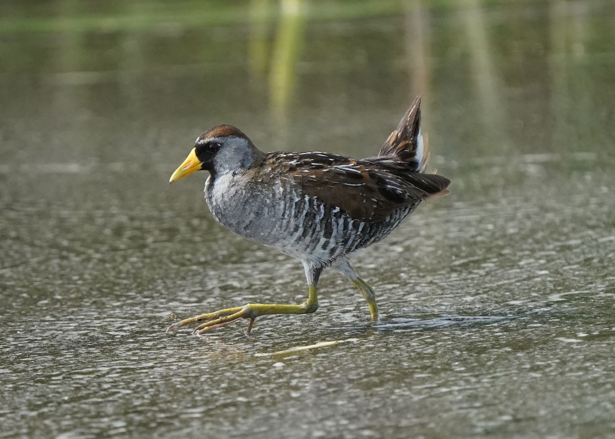 Sora - ML638521294