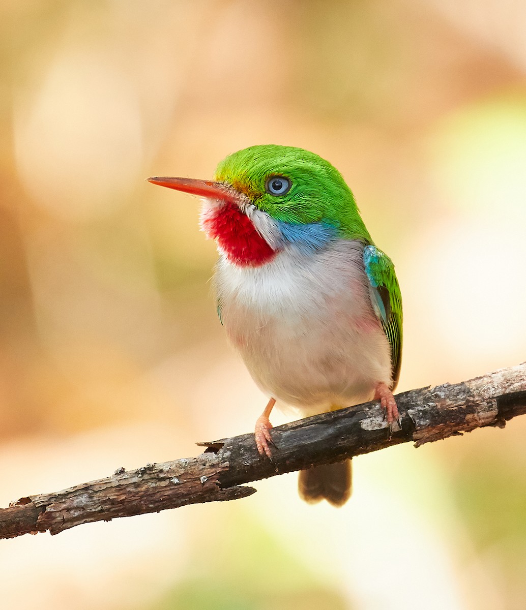 Cuban Tody - Andrew Haffenden