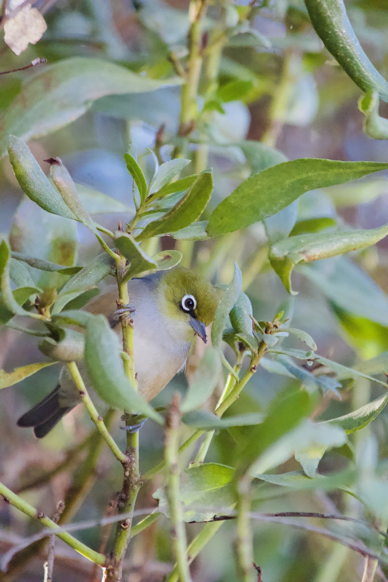 Silvereye - ML638521324