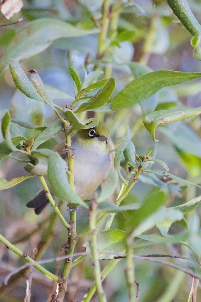 Silvereye - ML638521325