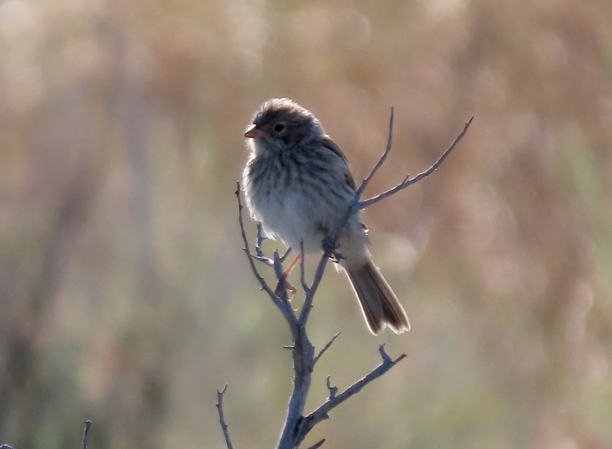 Vesper Sparrow - ML638521331