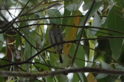 Silvereye - ML638521332