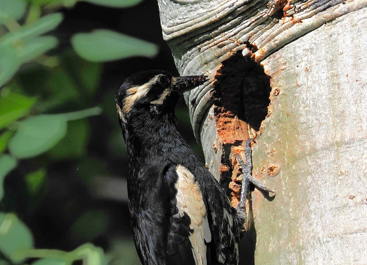 Williamson's Sapsucker - ML638521352