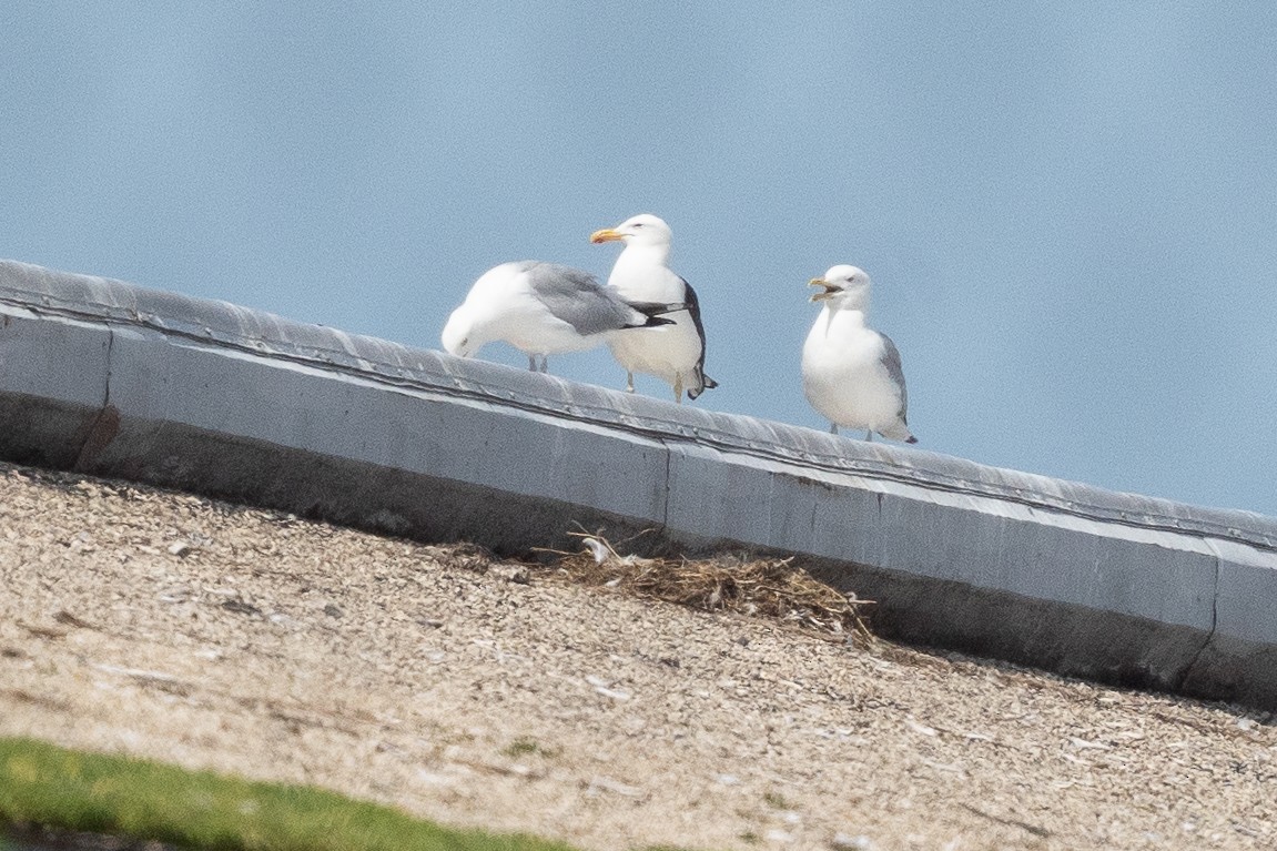 Kelp Gull - ML638521366