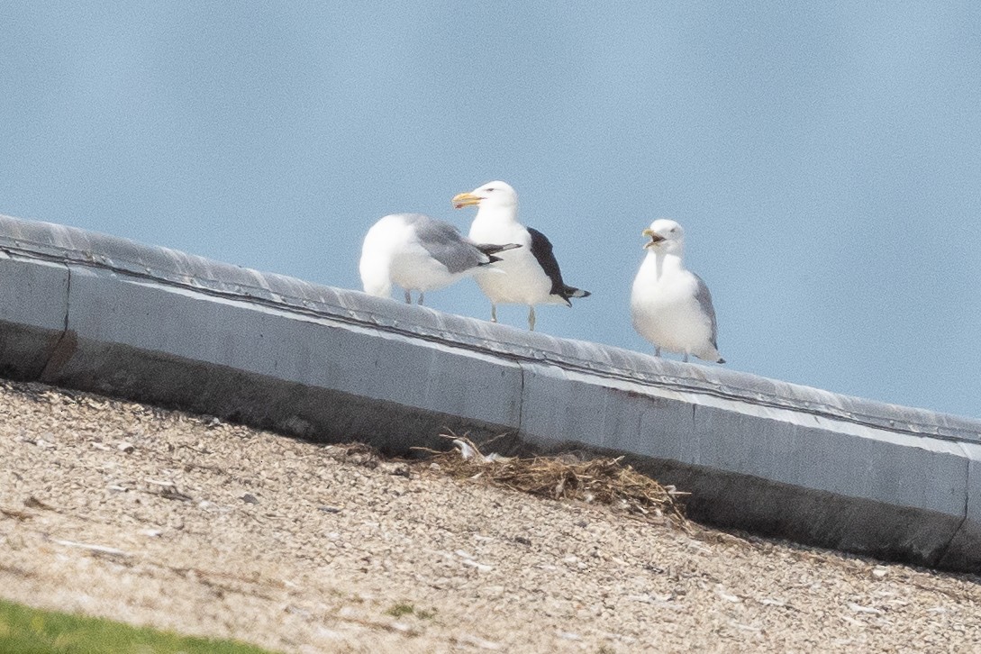 Kelp Gull - ML638521367