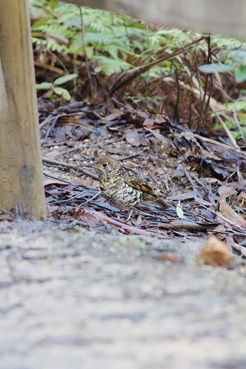 Bassian Thrush - ML638521379