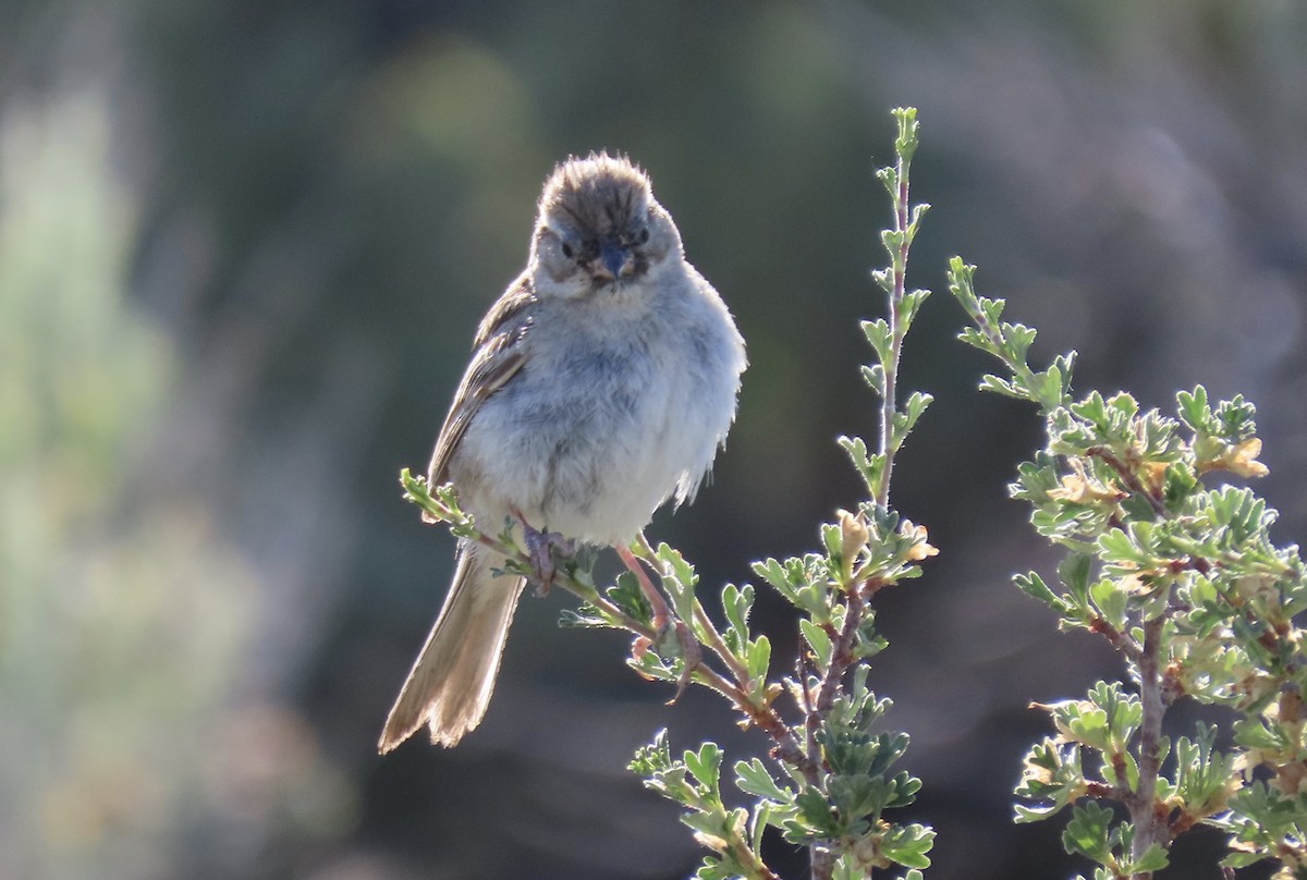 Brewer's Sparrow - ML638521386
