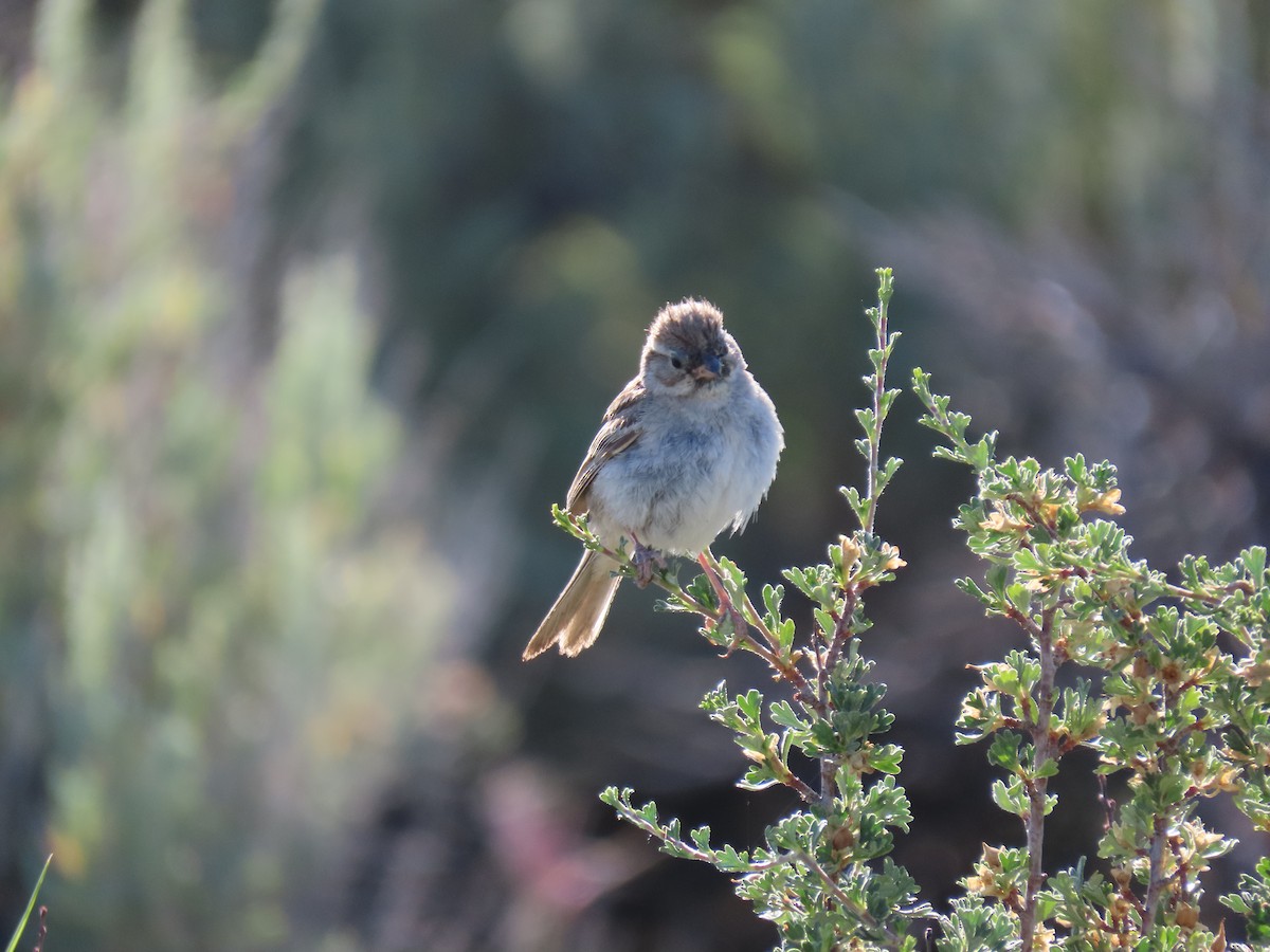 Brewer's Sparrow - ML638521387