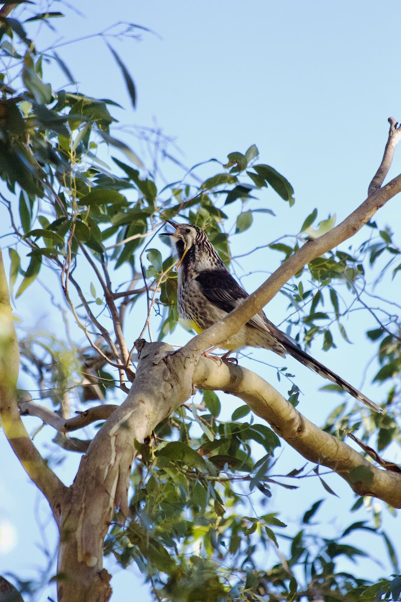 Yellow Wattlebird - ML638521400