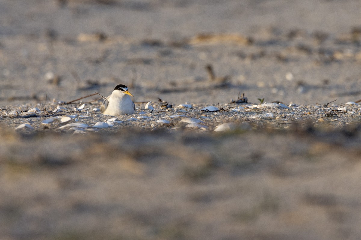 美洲小燕鷗 - ML638521435