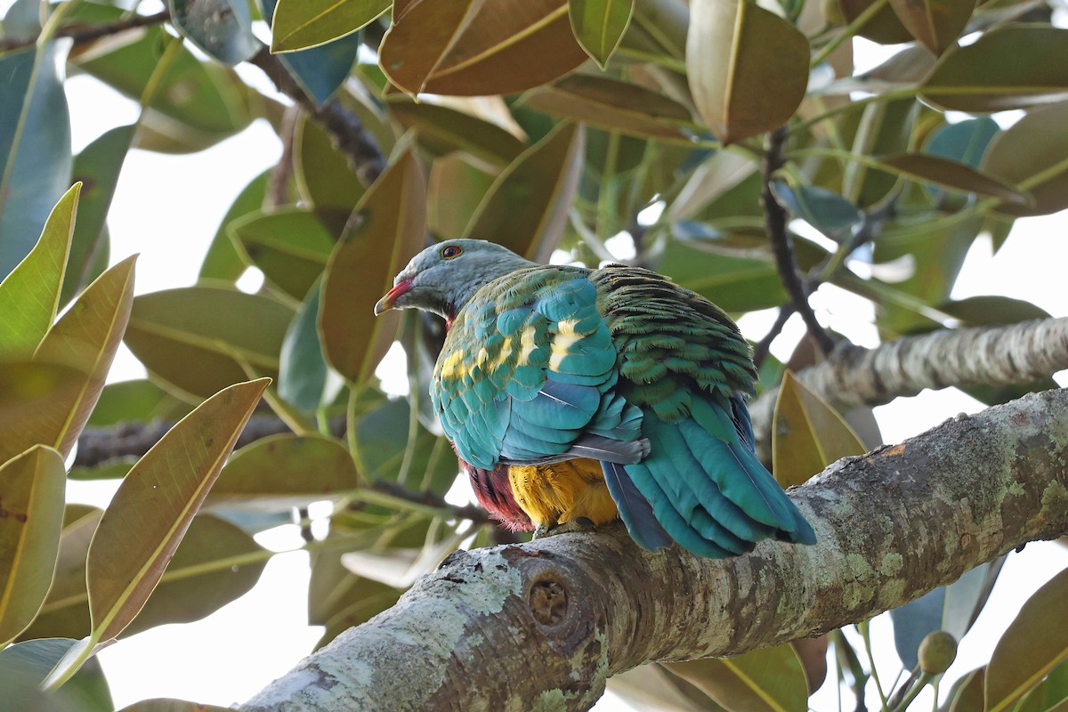 Wompoo Fruit-Dove - ML638521443
