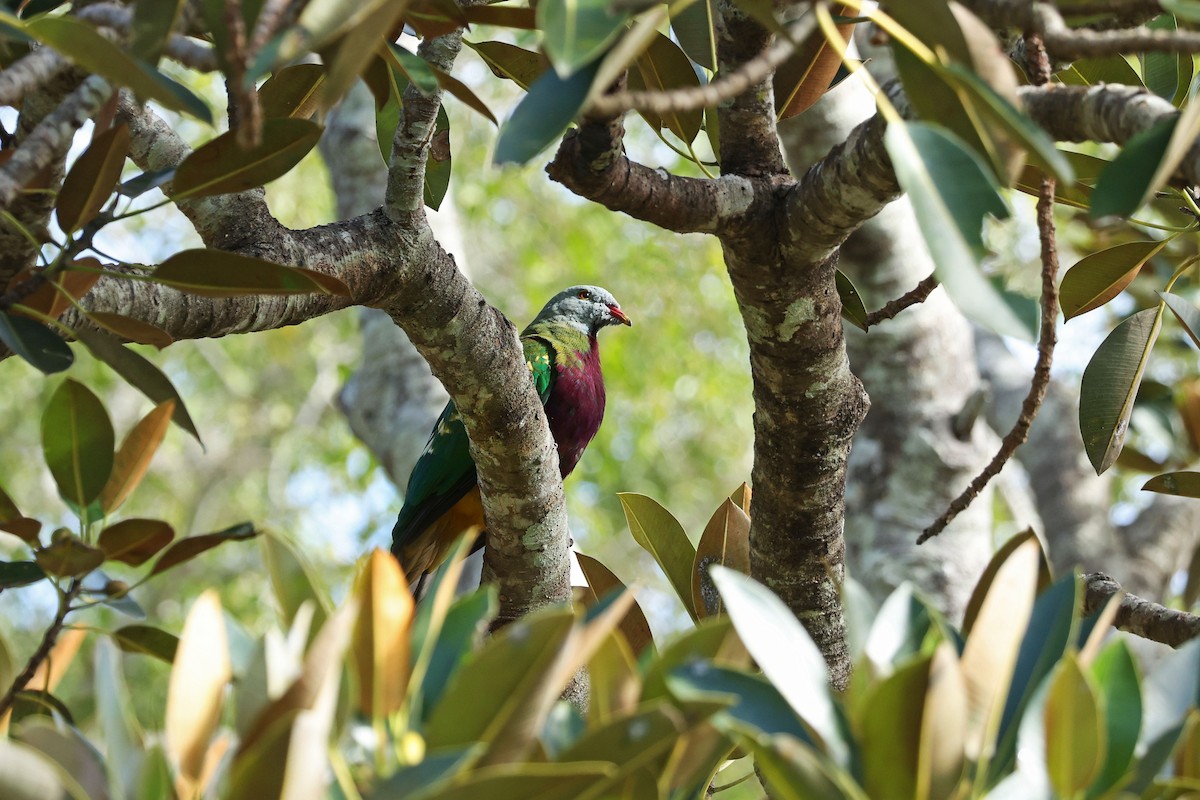 Wompoo Fruit-Dove - ML638521457