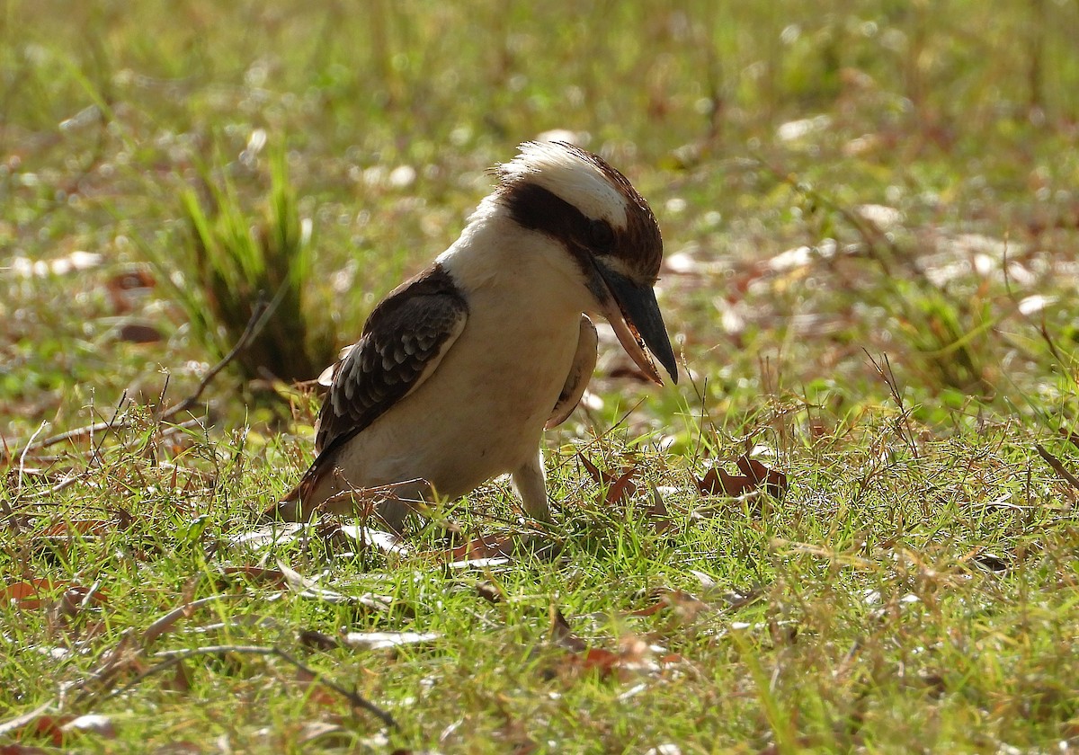 Laughing Kookaburra - ML638521461