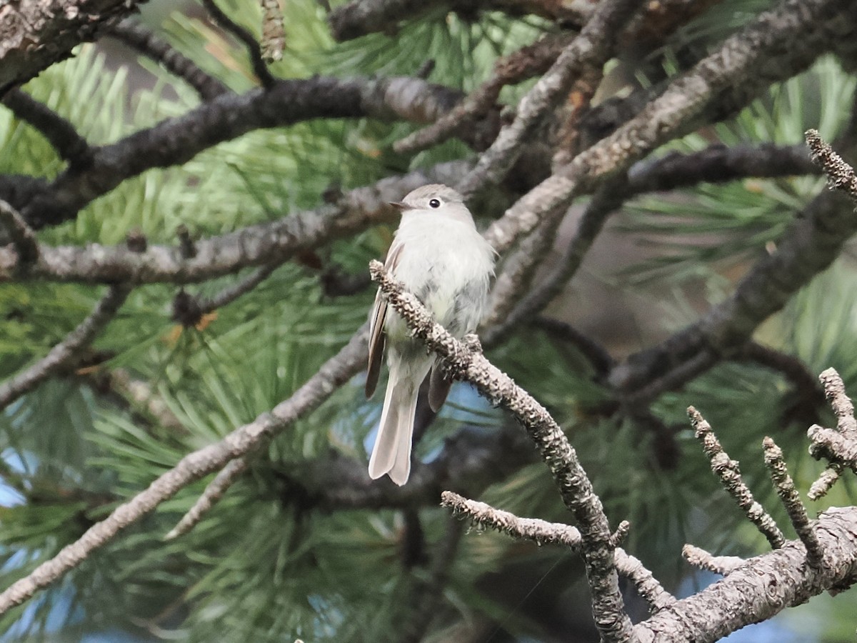 Hammond's Flycatcher - ML638521467