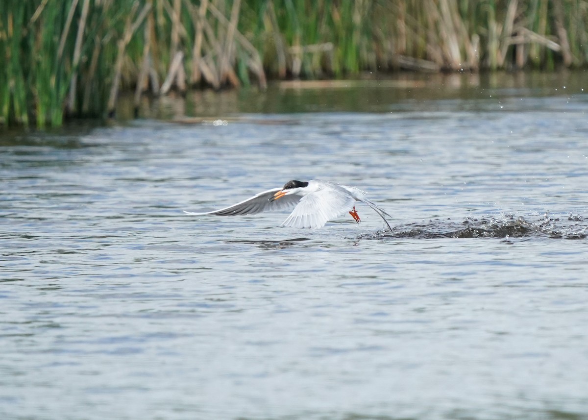 Forster's Tern - ML638521485