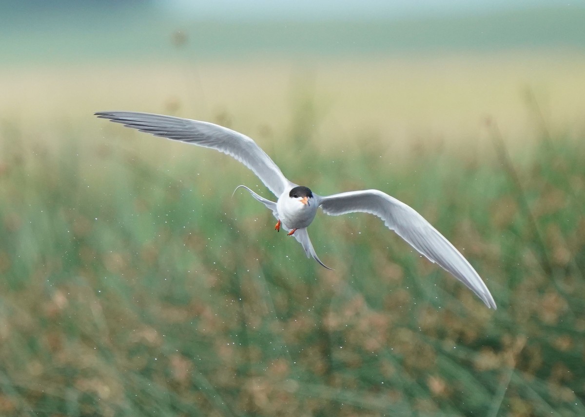 Forster's Tern - ML638521486