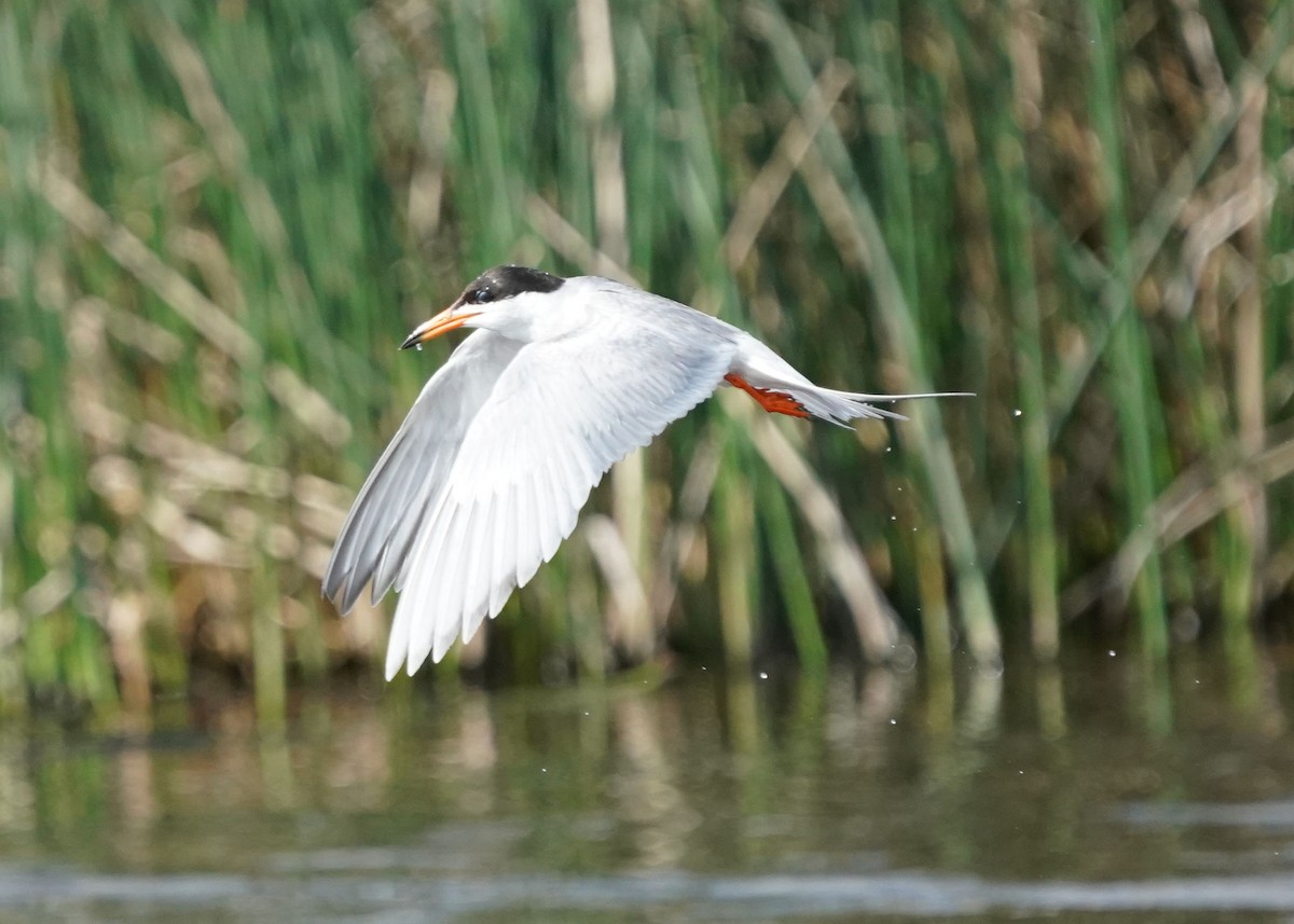 Forster's Tern - ML638521489