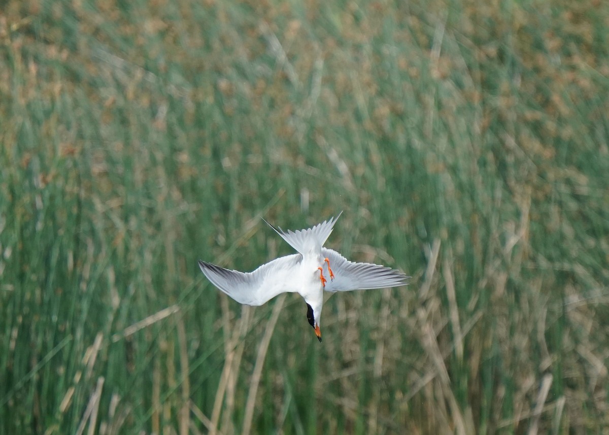 Forster's Tern - ML638521491