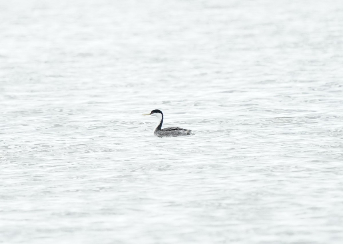 Western Grebe - ML638521503