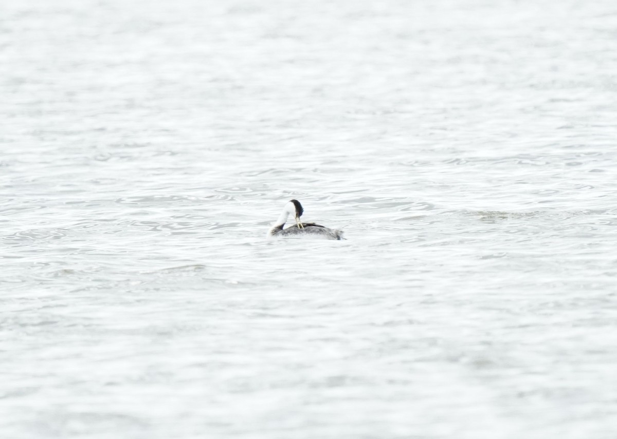 Western Grebe - ML638521504