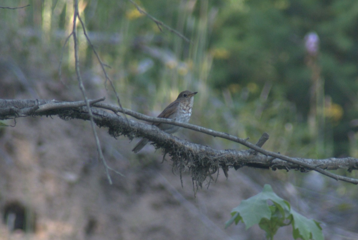 Swainson's Thrush - ML638521588
