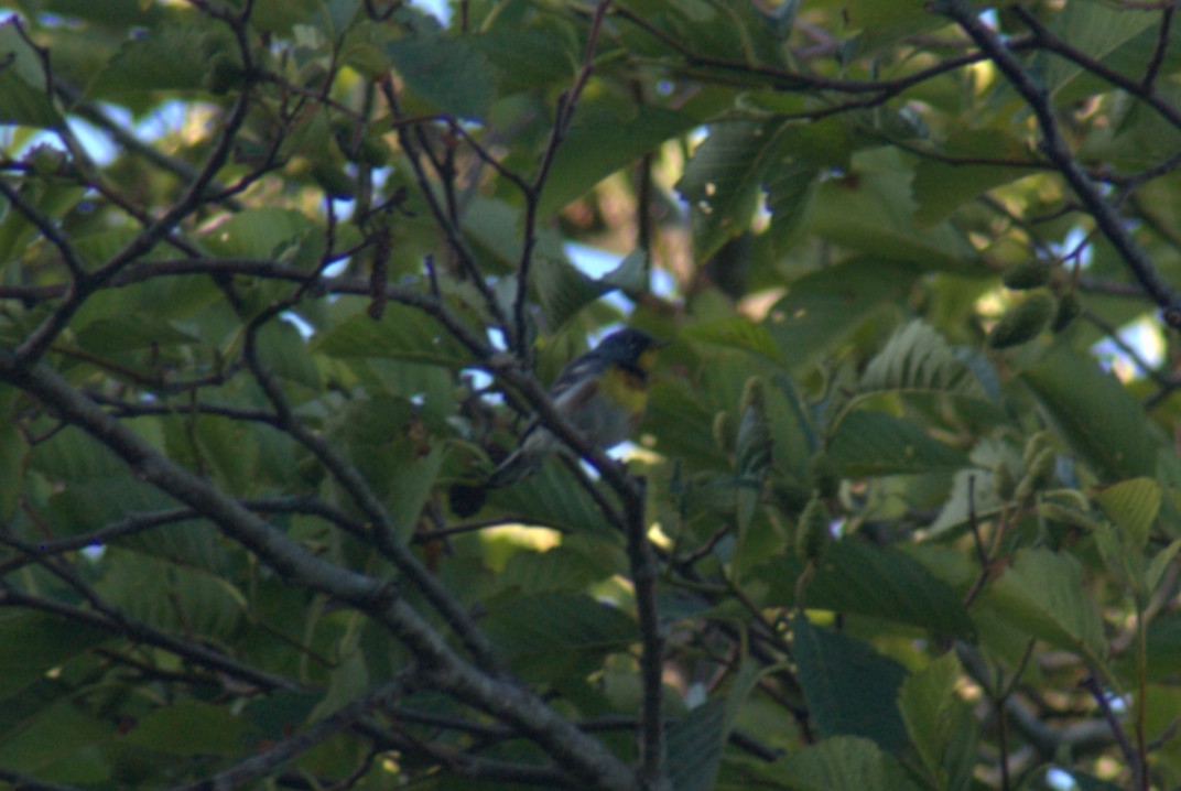 Northern Parula - ML638521645