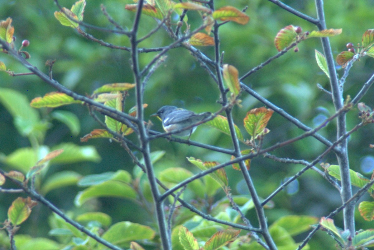 Northern Parula - ML638521646