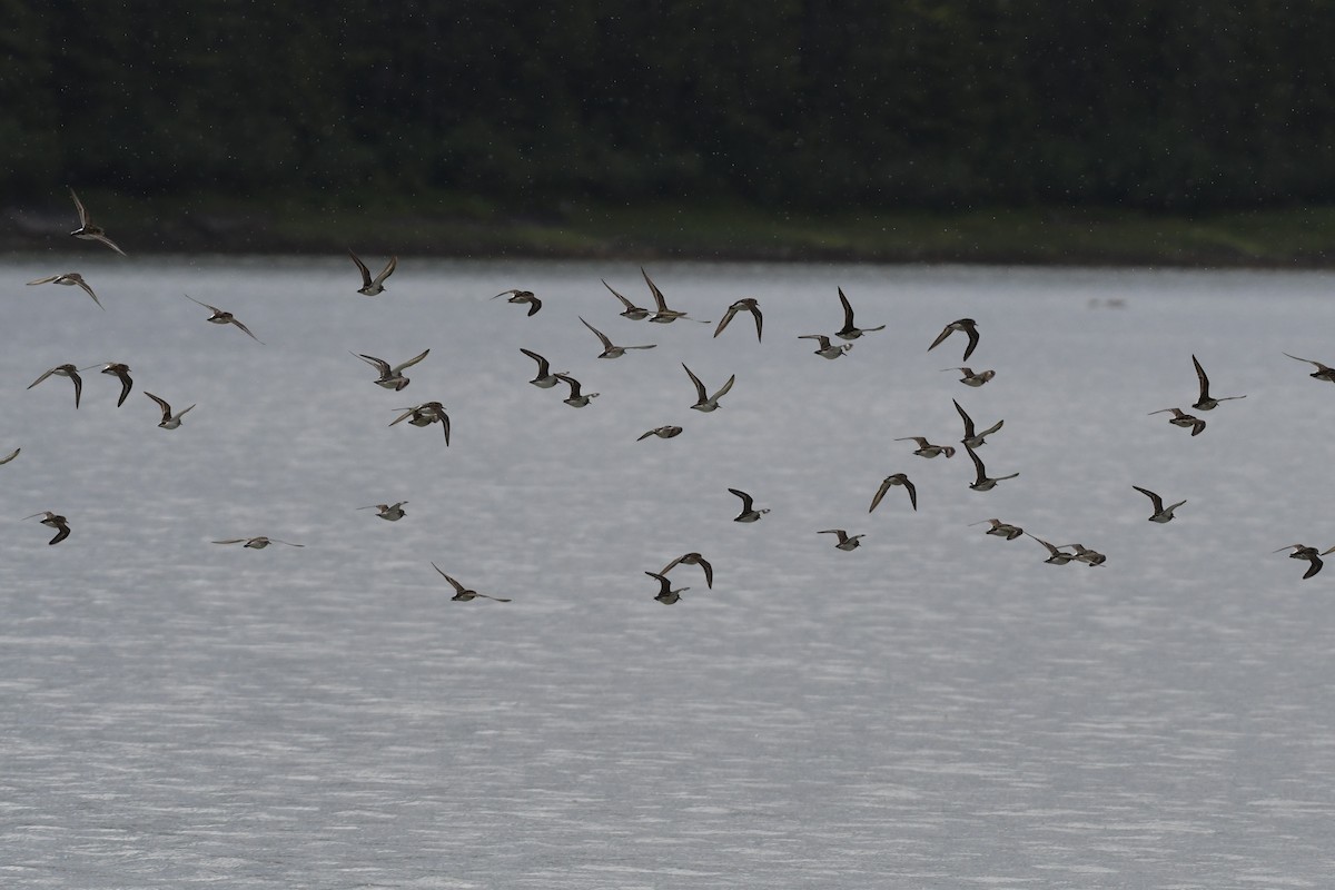 tanımsız küçük kumkuşu (Calidris sp.) - ML638521659