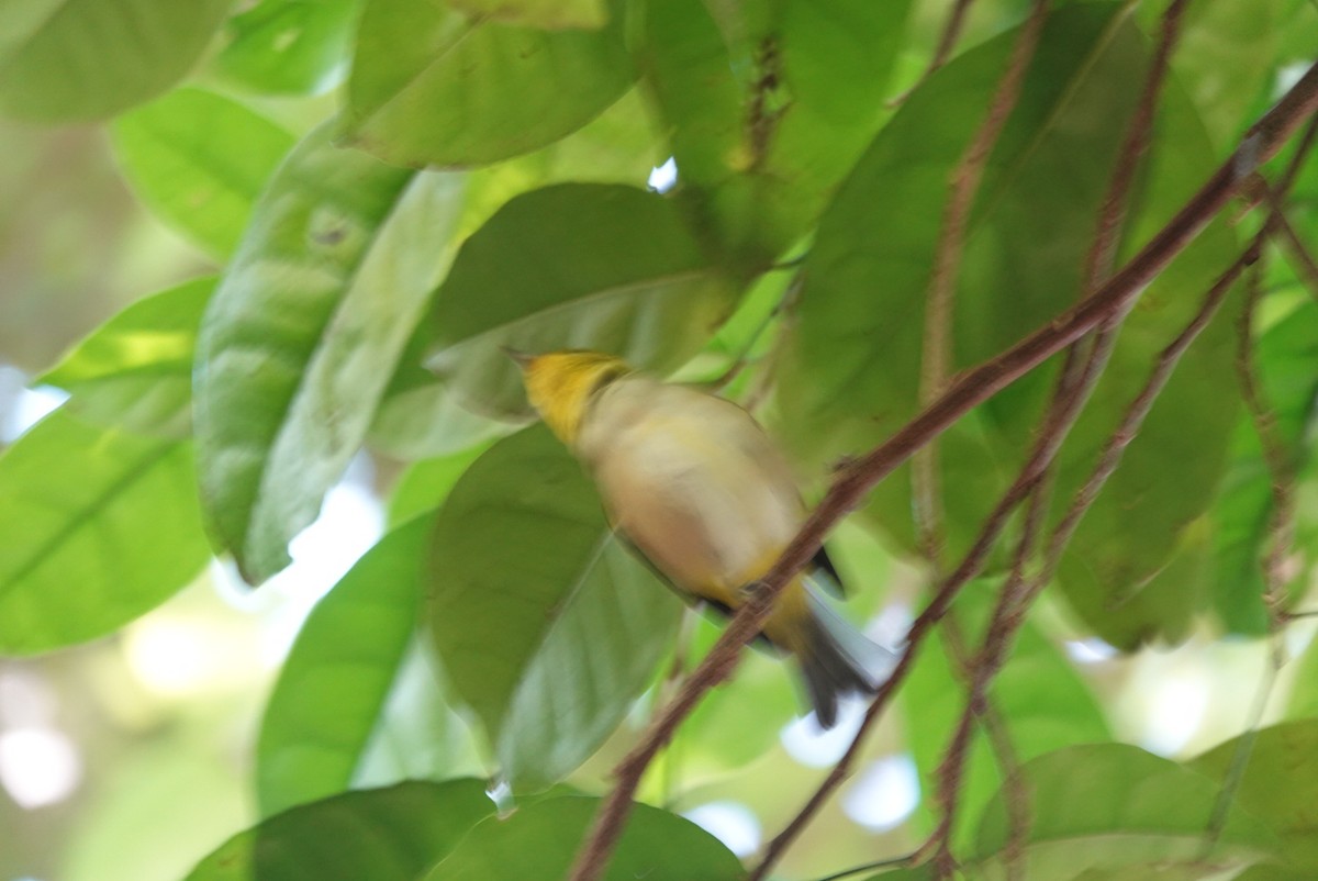 Silvereye - ML638521672