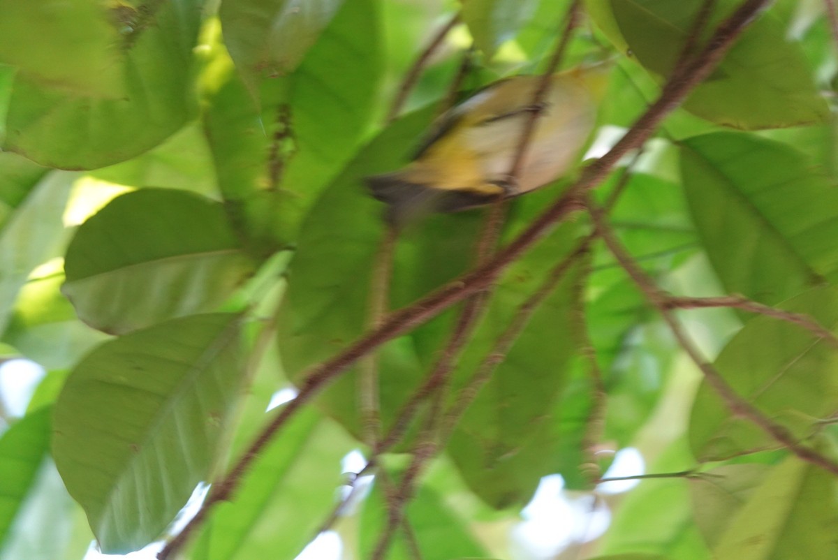 Silvereye - ML638521673