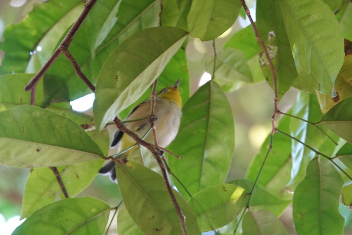 Silvereye - ML638521674