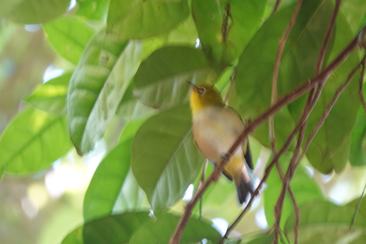 Silvereye - ML638521676
